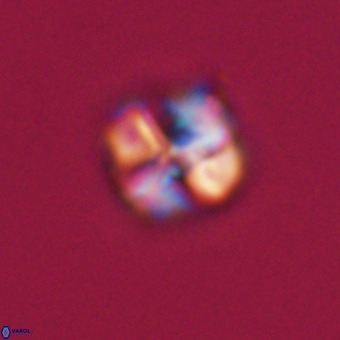Nannotetrina tetrasepta VR 31047