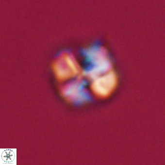 Nannotetrina tetrasepta VR 31047