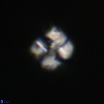Nannotetrina tetrasepta VR 31048