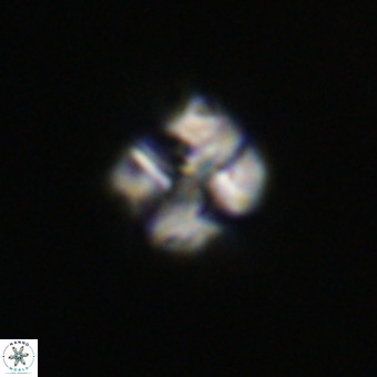 Nannotetrina tetrasepta VR 31048