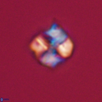 Nannotetrina tetrasepta VR 31049