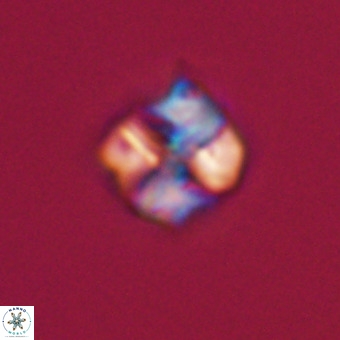 Nannotetrina tetrasepta VR 31049