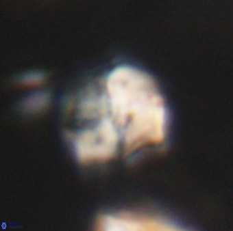 Nannotetrina tetrasepta VR 31050