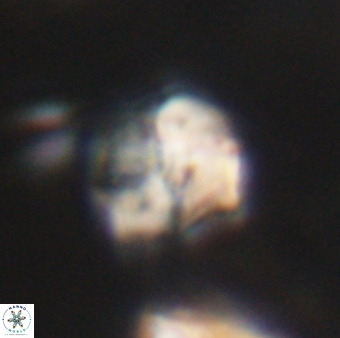 Nannotetrina tetrasepta VR 31050