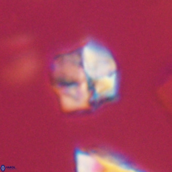Nannotetrina tetrasepta VR 31051