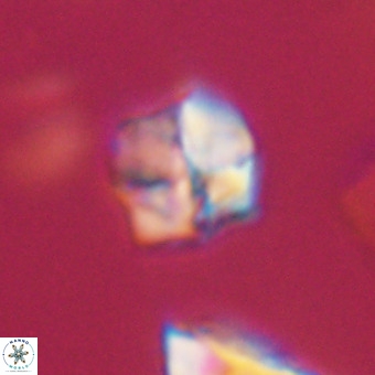 Nannotetrina tetrasepta VR 31051