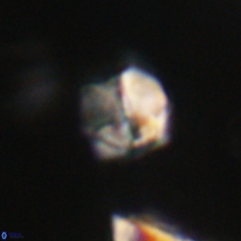 Nannotetrina tetrasepta VR 31052