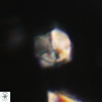 Nannotetrina tetrasepta VR 31052