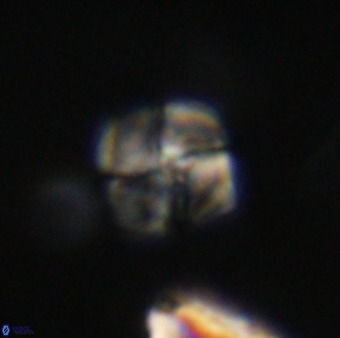 Nannotetrina tetrasepta VR 31053