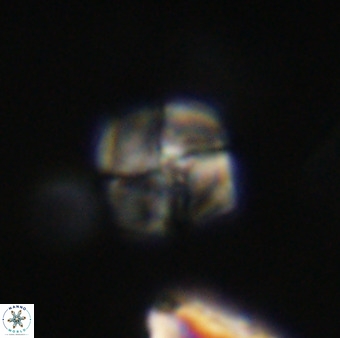 Nannotetrina tetrasepta VR 31053
