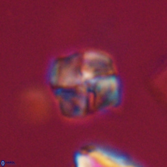 Nannotetrina tetrasepta VR 31054