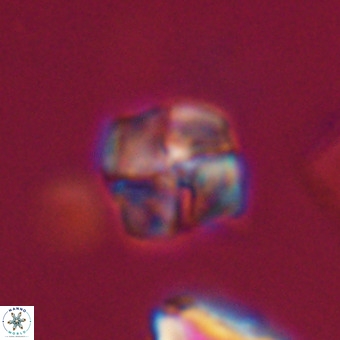 Nannotetrina tetrasepta VR 31054