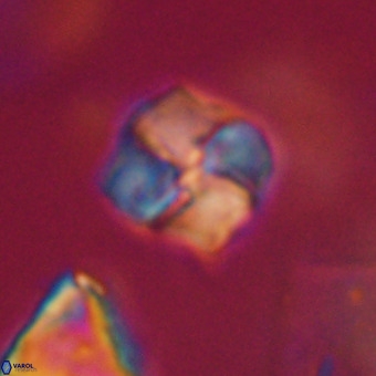 Nannotetrina tetrasepta VR 31055