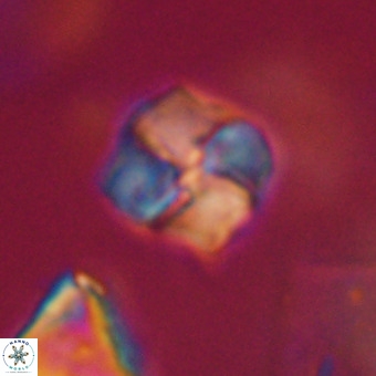 Nannotetrina tetrasepta VR 31055