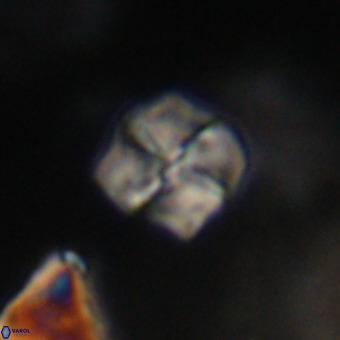 Nannotetrina tetrasepta VR 31056