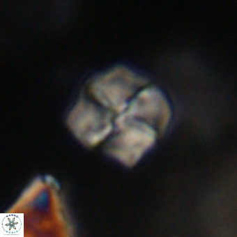 Nannotetrina tetrasepta VR 31056