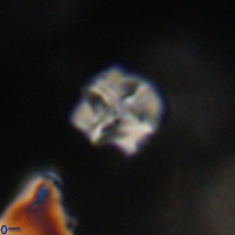Nannotetrina tetrasepta VR 31057