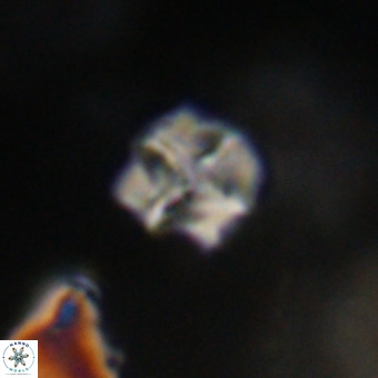 Nannotetrina tetrasepta VR 31057