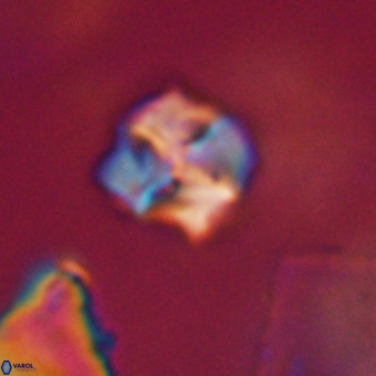 Nannotetrina tetrasepta VR 31058