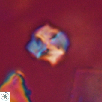 Nannotetrina tetrasepta VR 31058