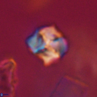 Nannotetrina tetrasepta VR 31059
