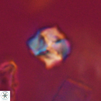 Nannotetrina tetrasepta VR 31059