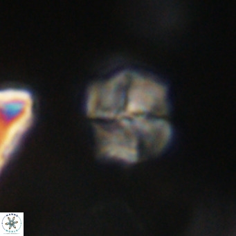 Nannotetrina tetrasepta VR 31061