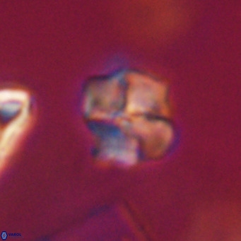 Nannotetrina tetrasepta VR 31062