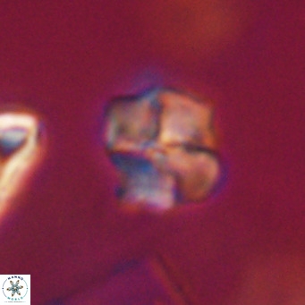 Nannotetrina tetrasepta VR 31062