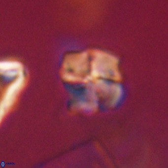 Nannotetrina tetrasepta VR 31063