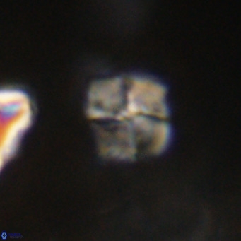 Nannotetrina tetrasepta VR 31064