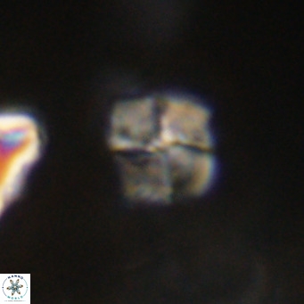 Nannotetrina tetrasepta VR 31064
