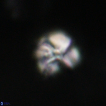 Nannotetrina tetrasepta VR 31013