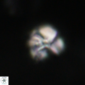 Nannotetrina tetrasepta VR 31013