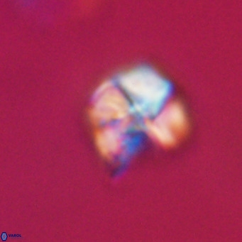 Nannotetrina tetrasepta VR 31014