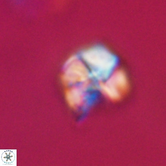 Nannotetrina tetrasepta VR 31014