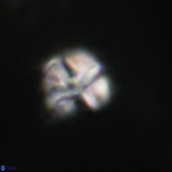 Nannotetrina tetrasepta VR 31015