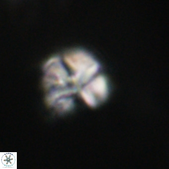 Nannotetrina tetrasepta VR 31015