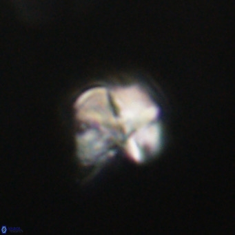 Nannotetrina tetrasepta VR 31016