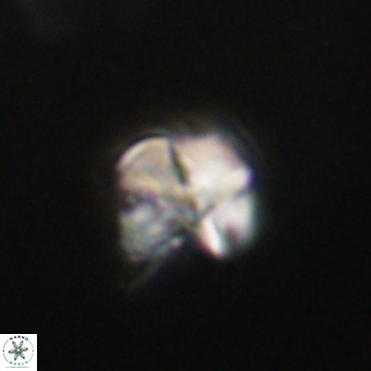 Nannotetrina tetrasepta VR 31016