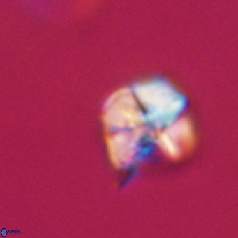 Nannotetrina tetrasepta VR 31017