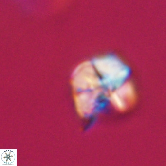 Nannotetrina tetrasepta VR 31017