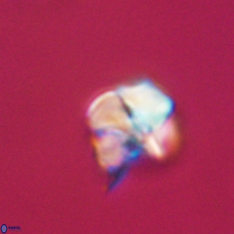 Nannotetrina tetrasepta VR 31018