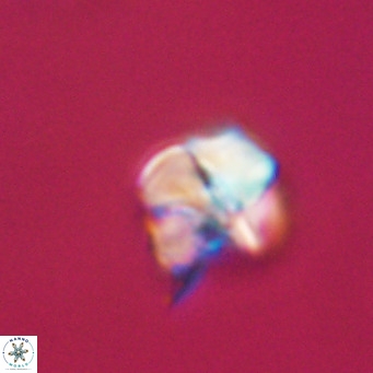 Nannotetrina tetrasepta VR 31018