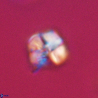 Nannotetrina tetrasepta VR 31019
