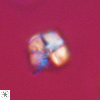 Nannotetrina tetrasepta VR 31019
