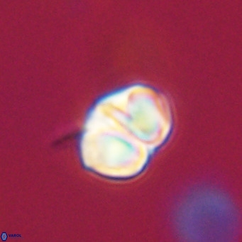 Nannotetrina tetrasepta VR 31020