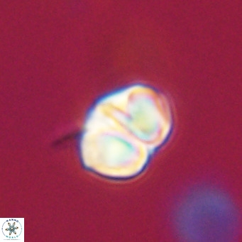 Nannotetrina tetrasepta VR 31020