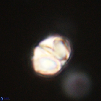 Nannotetrina tetrasepta VR 31021