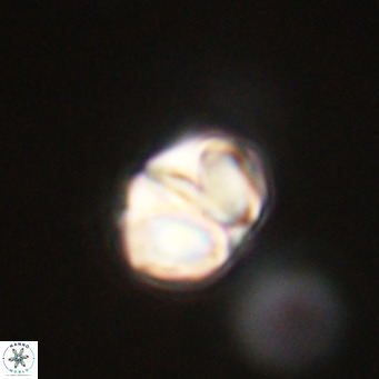 Nannotetrina tetrasepta VR 31021